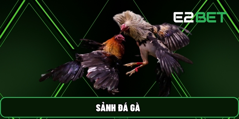 E2BET 25 Sảnh Đá Gà